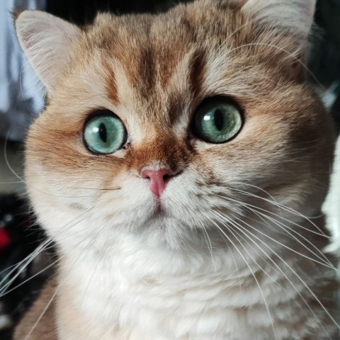 elenas0703 в LOOKY. #кот,#котики. Эти глаза....ну ведь...