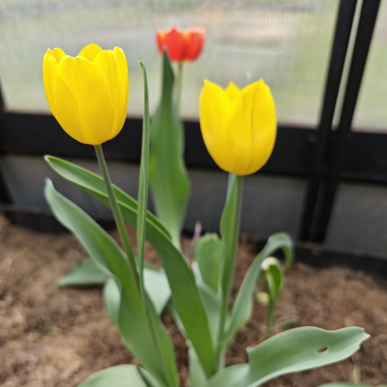 lomka в LOOKY — За окном апрельский снег, а в теплице яркая весна🥳