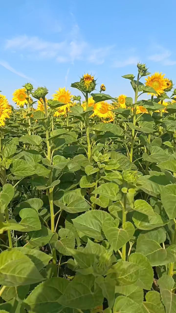 Looky_1720696995573 в LOOKY — публикация