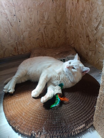 perederzhka_cat в LOOKY. . Кот Сеня. 4-5 лет.
С...
