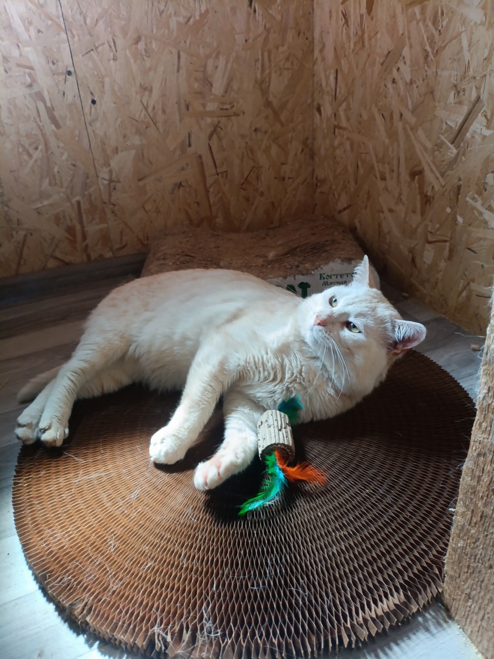 Кот Сеня. 4-5 лет.
Сеня, очень брутальный парень, подозреваю, что ощущает себя не котом, а собакой. Все понимает, выполняет команды- рядом, сидеть, голос😁
"Молчать", пока не очень удается))
Любит поесть, погладится и людей, над сородичами доминирует.
Пристраивается одним котом.
Куратор: +79688976479 Юлия
