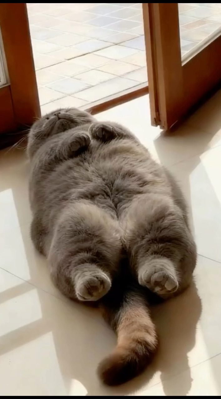 Looky_176434777057286 в LOOKY. #котики,#котята,#котикиправятмиром,#домашниеживотные,#котэ,#котейка. #котики #котята #кот...
