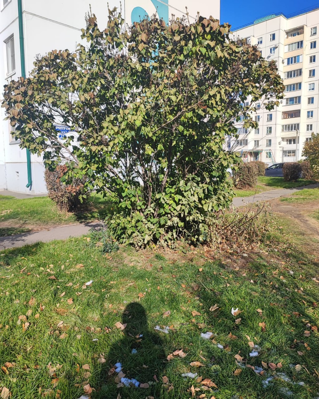 Looky_1718221473636 в LOOKY — публикация