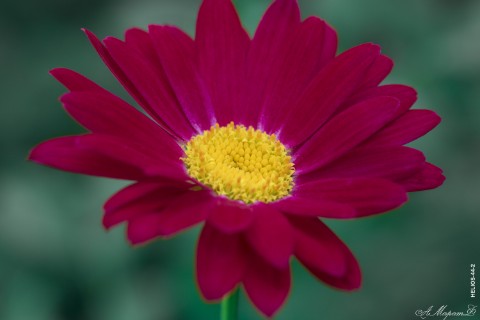 MaratAMF в LOOKY. #цветы,#макро,#macro,#canon,#canon760d. #цветы
#макро
#macro...