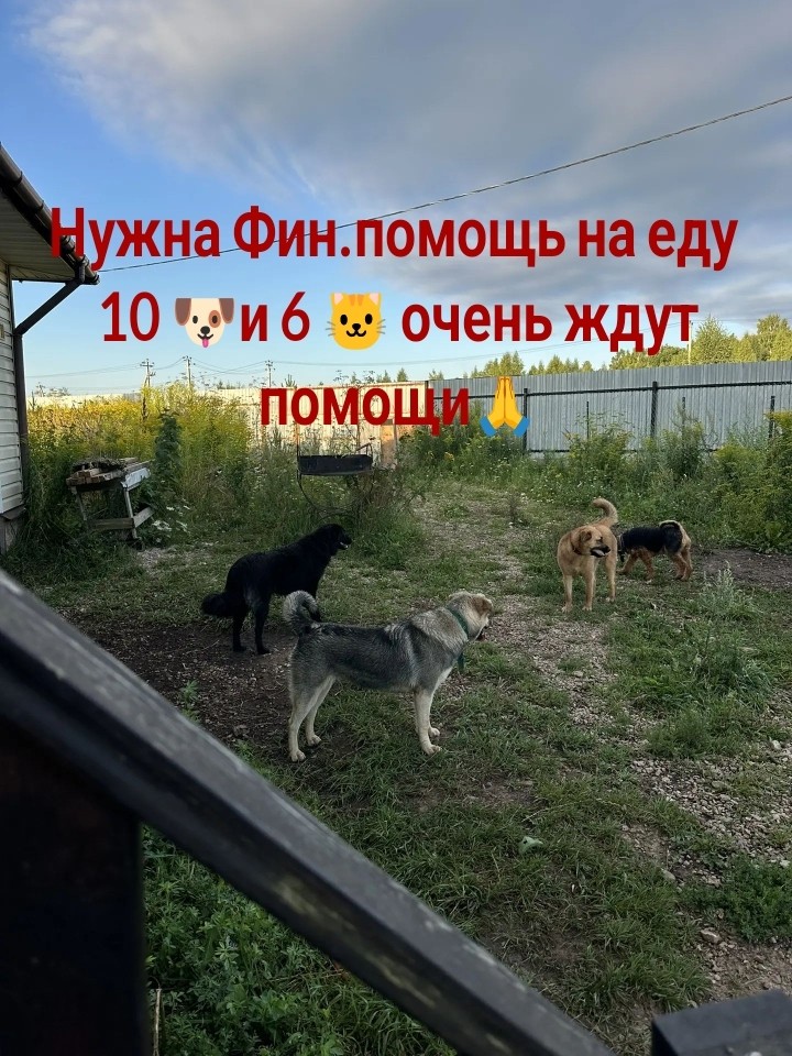 Ирина Юрьевна в LOOKY — 💳 Реквизиты для помощи:
+7 (950) 914-44-60 (ВБ Банк / Wildb