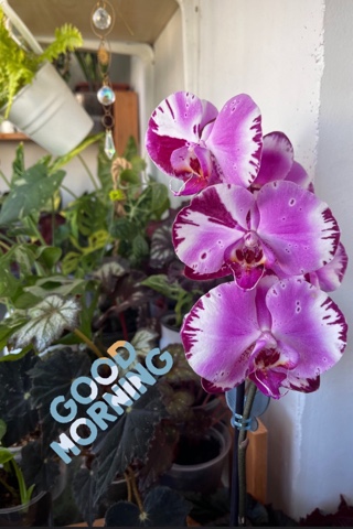 lina_homeflowers в LOOKY. . 