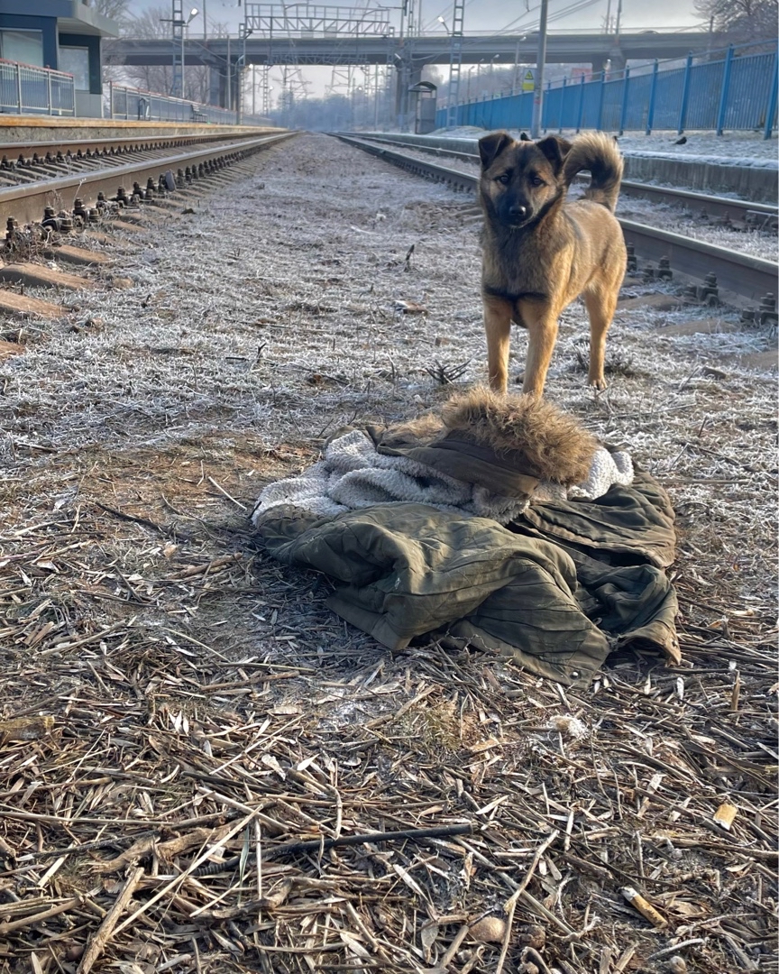 [#mobilephotography](mobilephotography) [#shotoniphone](shotoniphone) #dog [#homelessanimals](homelessanimals) 