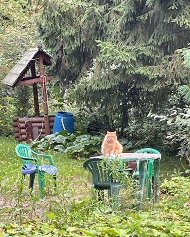 griff_on007 в LOOKY. #котэ. #котэ