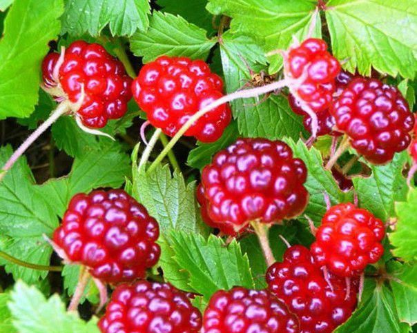 MicroGreens from Ladymari в LOOKY. . 👑 ТАЙНА КОРОЛЕВСКОЙ...