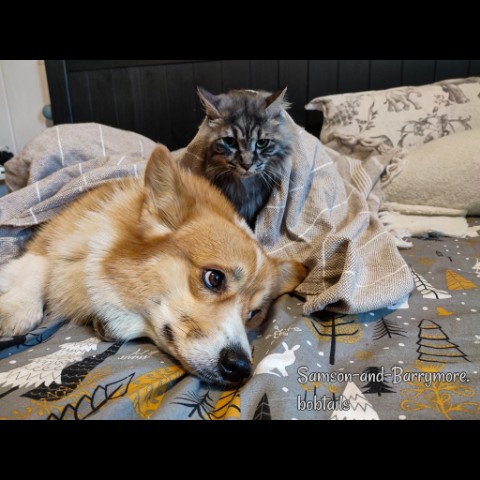 samson_and_barrymore.bobtails в LOOKY. #corgicommunity,#corgigram,#pembrokecorgi,#смешноевидео,#корги,#коргипемброк,#наглыевороны,#пемброк,#вороны,#funnyvideo,#собакадругчеловека,#crows,#doglife,#коргимания,#коргичемпион,#sweetkitty,#большойкот,#курильскийбобтейл,#kurilianbobtail,#sweetkitty,#catphoto,#catphotography,#котдня,#котипес,#безкотаижизньнета,#мыизкотограма,#looky,#looky_топ,#looky_official. .
Публикация сегодня...