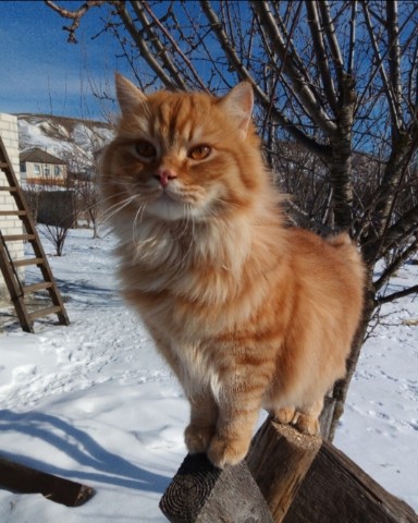 Лилия_рукоделие в LOOKY. #хвостатый_друг. #хвостатый_друг