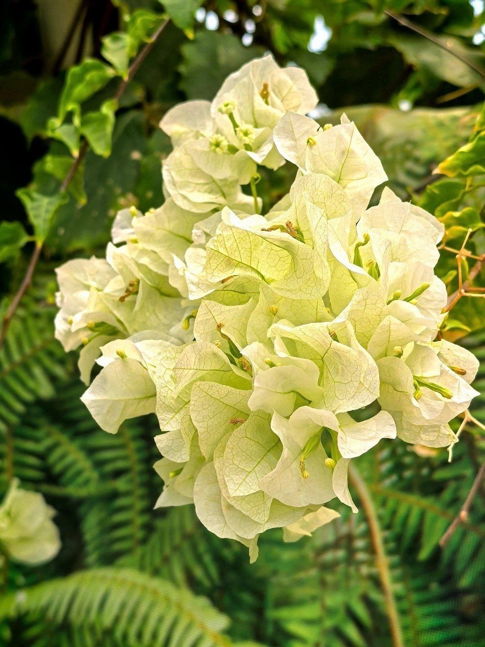☘️Цветущая оранжерея ботанического сада в Ставрополе. 

#Ставрополь #БотаническийСад #ООПТ