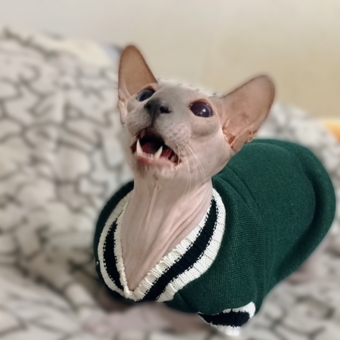Всем привет, ребята🐾

Дорогие друзья зовут на [#осеннийбалунейта](осеннийбалунейта) , а у меня из осеннего только новый свитер😅

Но все равно очень уж хочется на бал попасть, так что встречайте, дорогие🍁


#мыизкотограма #котики #кошка #красота [#осень](осень) #СфинксыЧудоИзЧудес #сфинкс #питомцы #beauty #cat #sphynxcat #sphynxlove #catlover #catstagram #cats