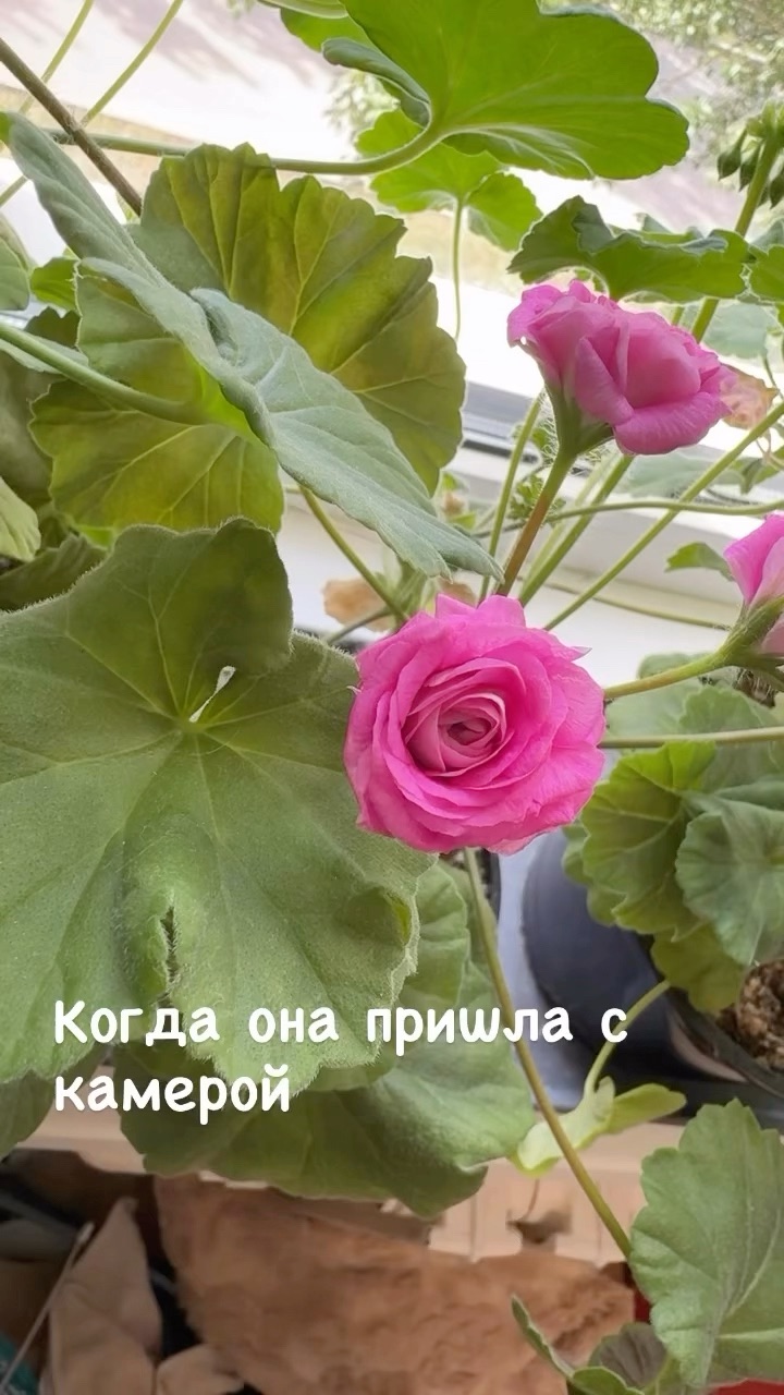 gulnaz.shaim в LOOKY. . 