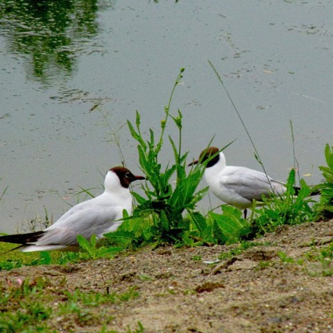 Nalex в LOOKY. #природа,#НСО,#птицы. #природа #НСО #птицы