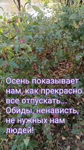 Looky_1720935609799 в LOOKY. . 