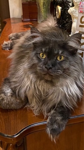 cat_bastion_coon в LOOKY. #иви. Друзья! А вы видели ...