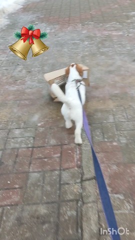 allegro_diavoletto_kennel в LOOKY. . Коробка — это весело...