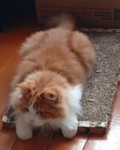kogtedralka в LOOKY. #кошки,#котики,#котята,#прокошек,#когтеточки,#когтемания,#рекомендации,#актуальное,#важно,#cats,#питомцы,#животные,#круто,#супер,#номер1,#чудо,#интересно,#красота,#сегодня,#счастье,#любовь,#лучшаякогтеточка,#топ. ✅️"Любимая когтеточк...