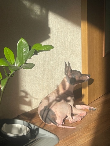 Looky_175848086136299 в LOOKY. #голыйтерьер,#моясобака,#агт,#изидог,#mydog,#aht,#nobiting,#никусаецо,#голаясобакадляменя. Солнечный Петербург ...
