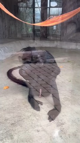 Диана in LOOKY. . Какой красивый😂