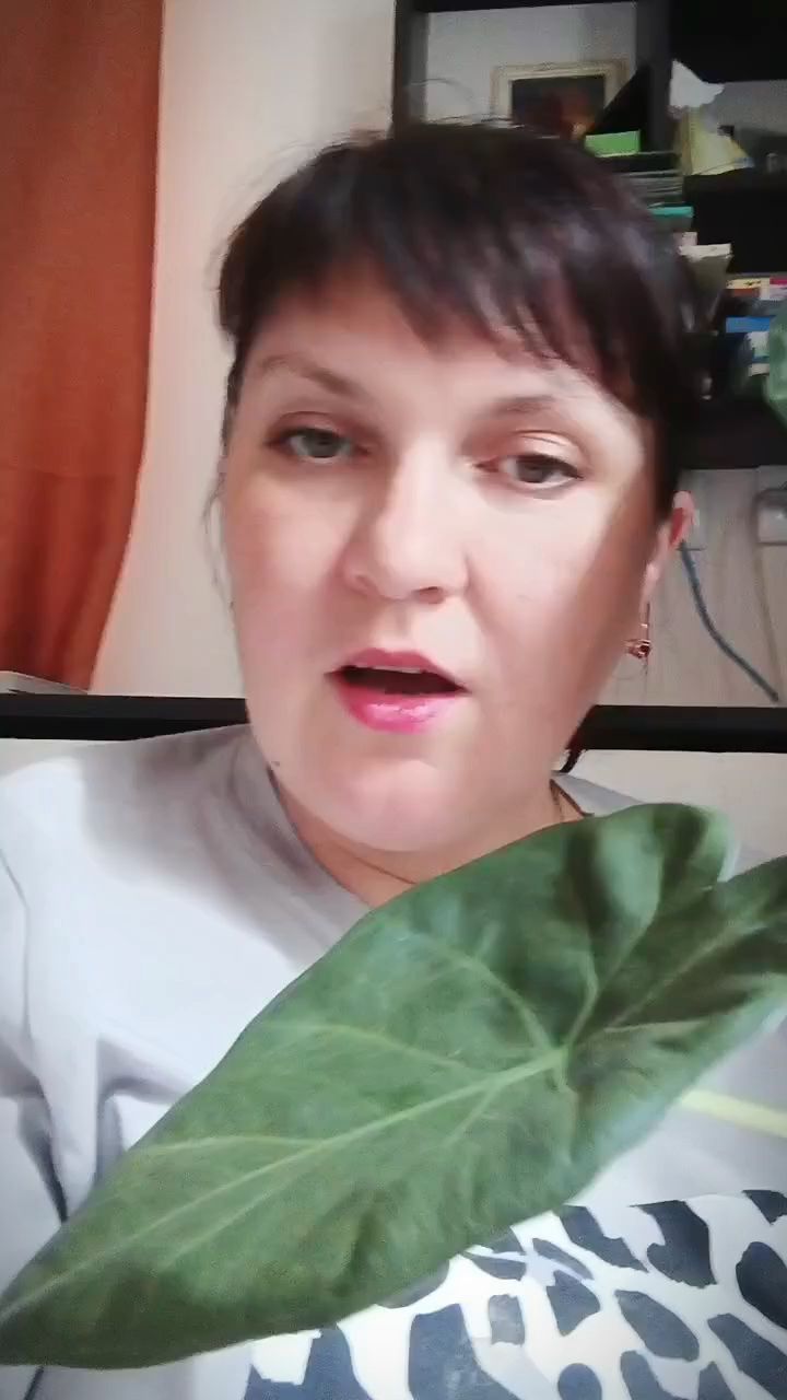 Зеленые пальцы в LOOKY. #Уходзакомнатнымирастениями,#юмор. Топ-5 советов, как б...