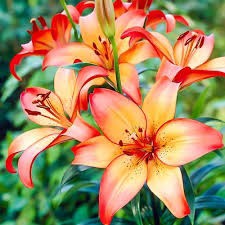 Looky_1722431633722 в LOOKY. . Этот цветок олицетво...