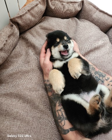 Kirill в LOOKY. #Мейуми,#Shiba. #Мейуми и её кроватк...
