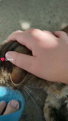 Котики в LOOKY — Кот#мило#домашнийпитомец