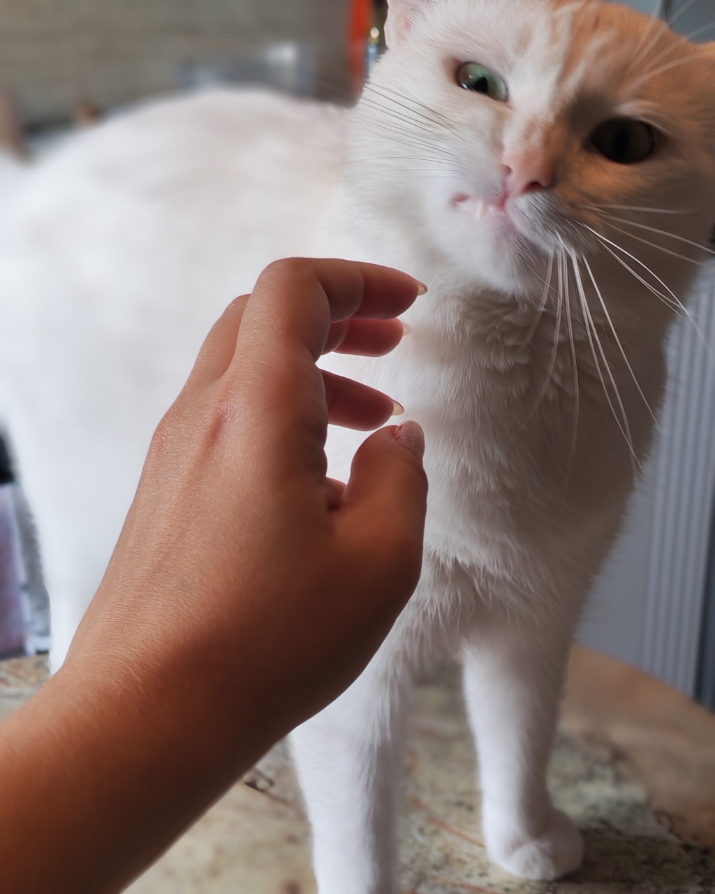 Слышь холоп, руки прочь от царской особы ! 🤣😼🤲