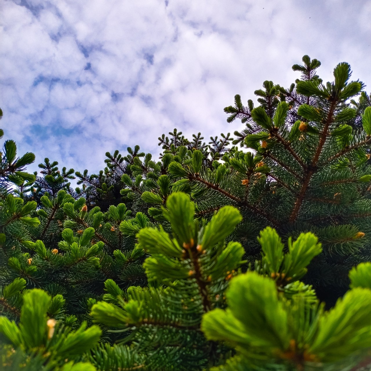 Mihnovets в LOOKY — #photo #photography #photoonphone #nature