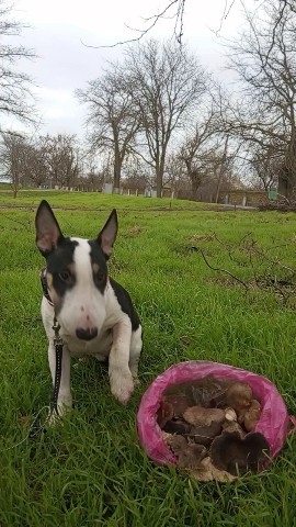 kennel.bss в LOOKY. #миниатюрныйбультерьер,#минибуль,#мбт,#minibull,#собаки_бсс. #миниатюрныйбультерь...