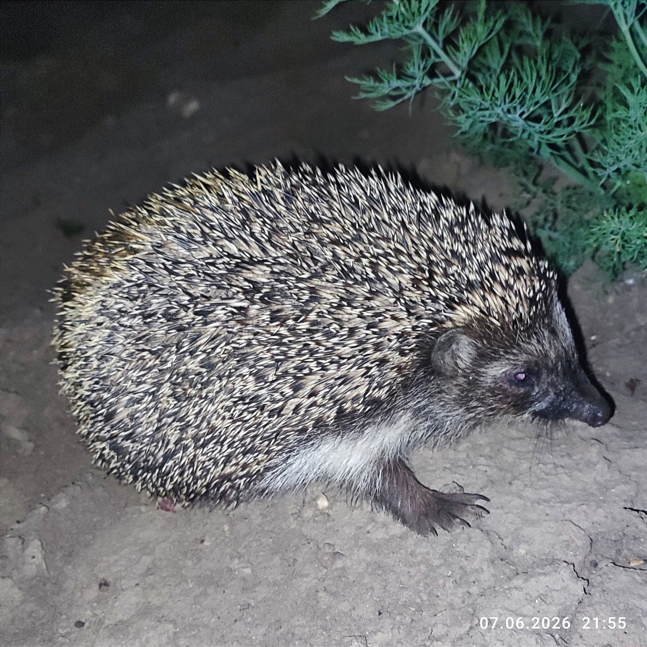 Ежачка вам в ленту))
Южный еж (Erinaceus roumanicus)
Семейство Ежовые -- Erinaceidae

Небольшое объявление! 
С этими странными отключениями электричества будут некоторые проблемы с группой. Я устроила себе некоторую паузу, и вот как появилось желание и вдохновение, у нас по плану какая очередная ерунда. 

И ещё эти летающие газонокосилки... по ночам летают. Уже четвертый полетел.:((( все мира и добра, не скучайте!