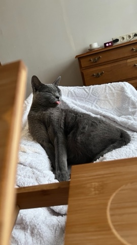 Looky_177790051889896 в LOOKY. . [#котикиправятмиром ...