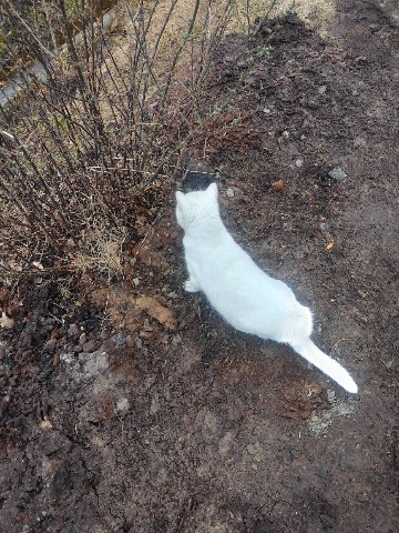 Moon_cat в LOOKY. . 