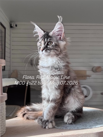 elena.vishneva в LOOKY. #redmagicline,#mainecoonkitty,#mainecoonworld,#питомникмейнкунмосква,#котенокмейнкун. Чья то будущая Корол...