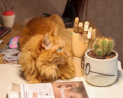 lofo_mi в LOOKY. #кот,#депрессия,#стресс,#животные,#рыжие,#дом. Кот, который что-то ...