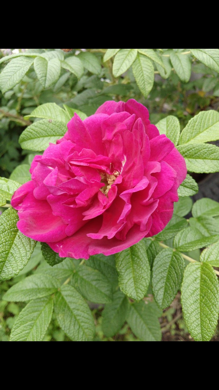 Маргарита
