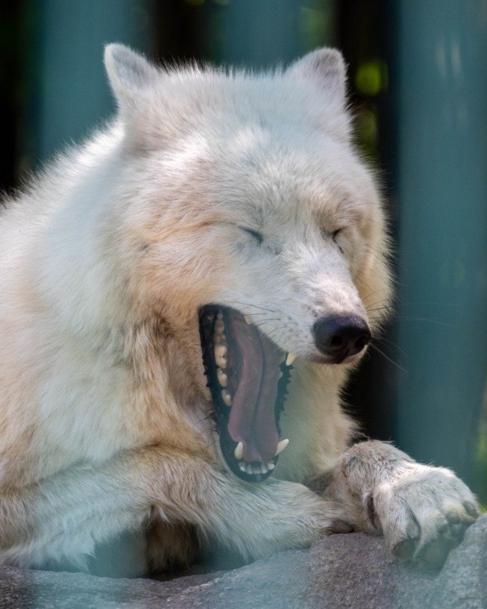 #zoo #almaty #animals #зоопарк #алматы #казахстан #звери
