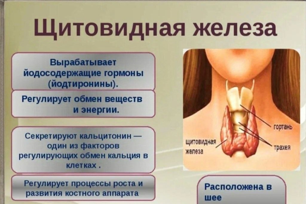 Олеся в LOOKY — ЩИТОВИДНАЯ ЖЕЛЕЗА - это железа эндокринной системы, небольшо