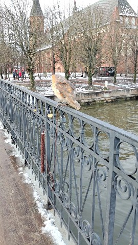 _olgaslastina в LOOKY. . Встреча на прогулке