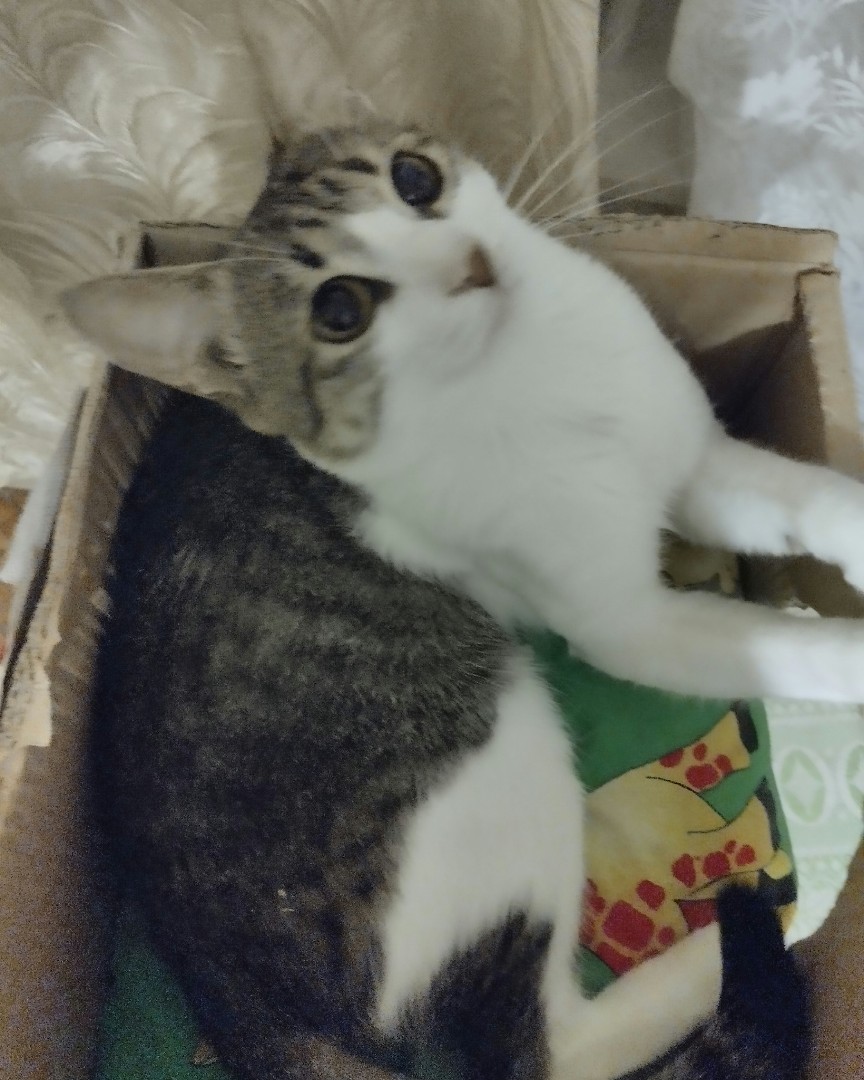 Кот Мурчик in LOOKY. . Что там ☝