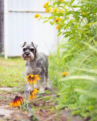 Leeny_a в LOOKY. #цвергшнауцер,#шарташ,#Роки,#zwergschnauzer,#miniatureschnauzer,#служебнаясобака,#фотосессия,#nikon,#helios,#гелиос,#гелиос44,#helios44,#боке,#photographer,#photo,#photography. #цвергшнауцер #шарта...