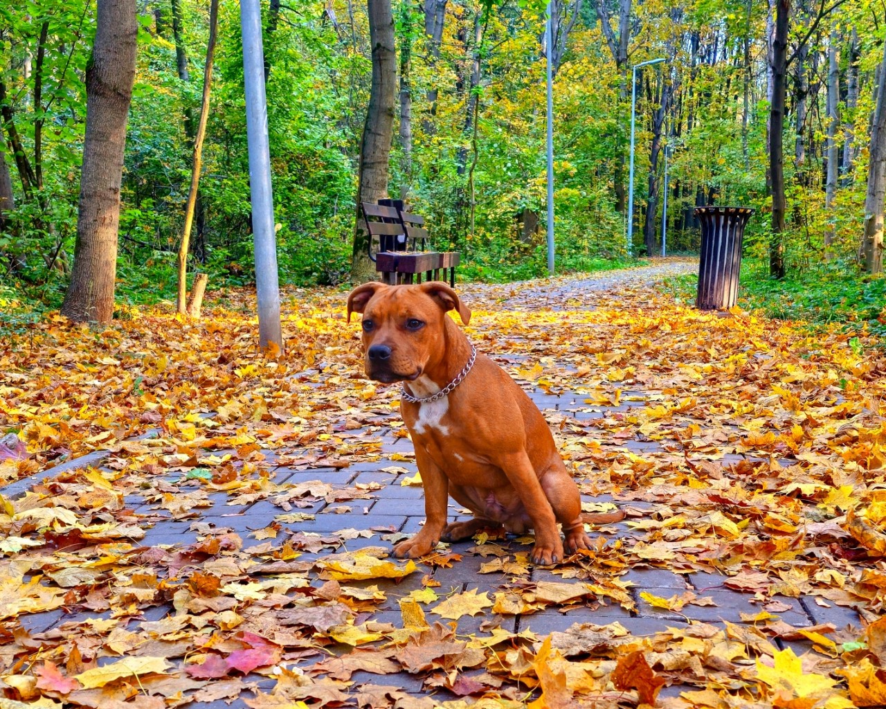 BuchTheStaffy in LOOKY
