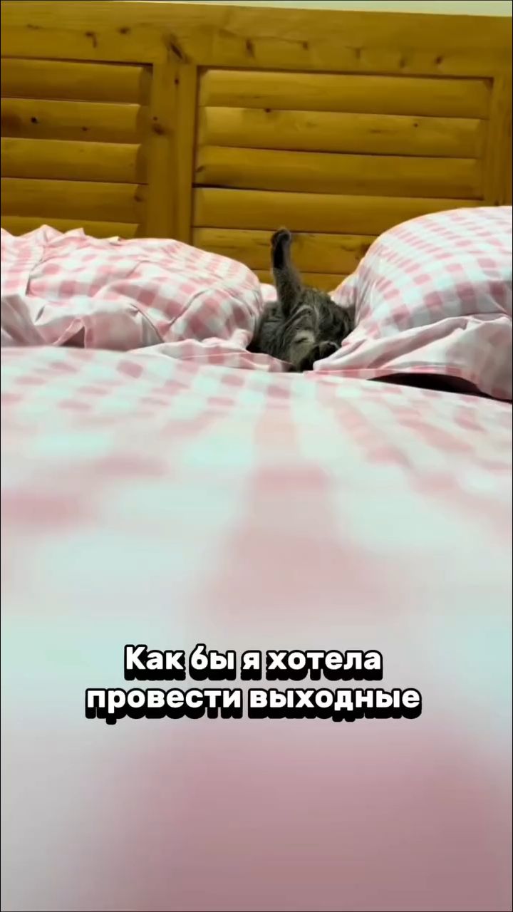 pushistiki в LOOKY. . А как проходят ваши ...