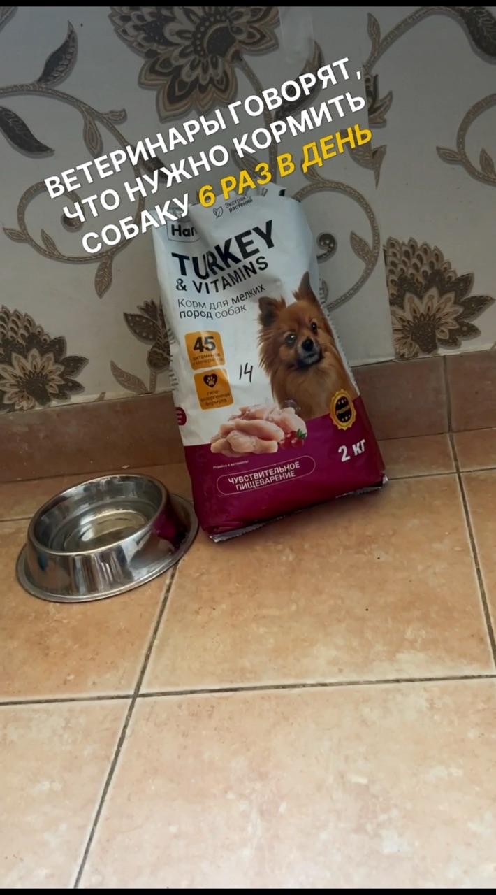 Оля и Йоки в LOOKY. #263831566,#спаниель,#собака. Совет от ветеринаров...