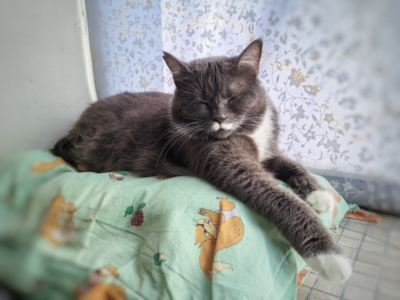valeri_pv_vladi в LOOKY — Пуся желает тебе хорошей Пятницы 😼 #кошкаПуся #кошка #питом