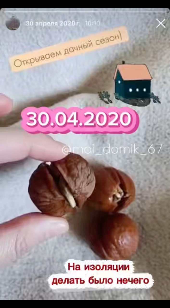 moi_domik_67 в LOOKY. #дом,#дача,#грецкийорех. Как растет грецкий о...