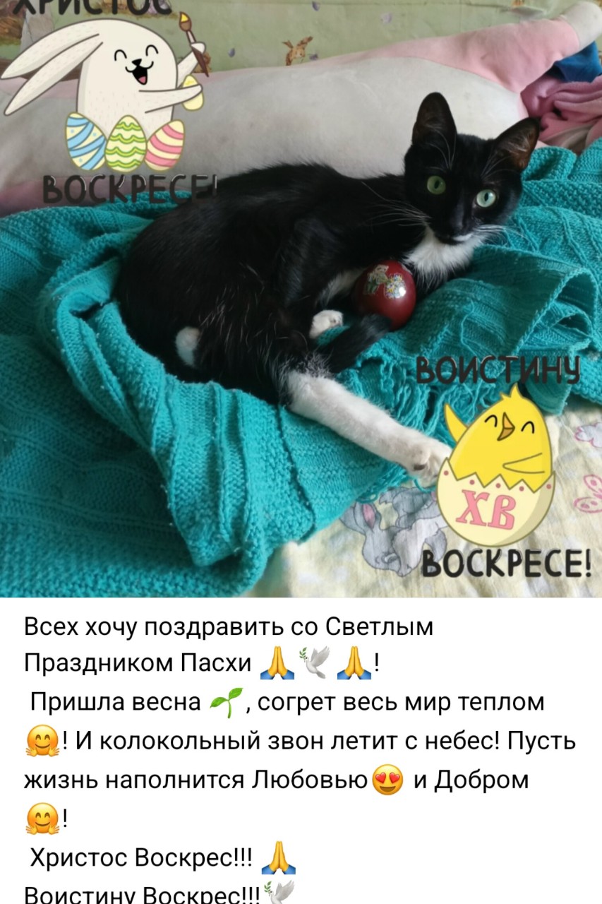 [#котики ](котики)[#кошки ](кошки) [#пасха ](пасха)[#праздник ](праздник)
[#looky_топ ](looky_топ)