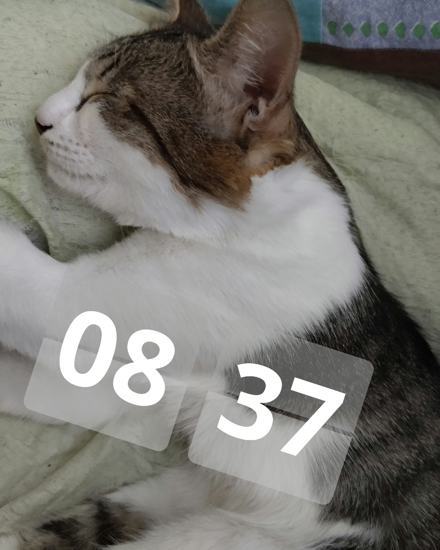 Кот Мурчик in LOOKY. . Сплю...
